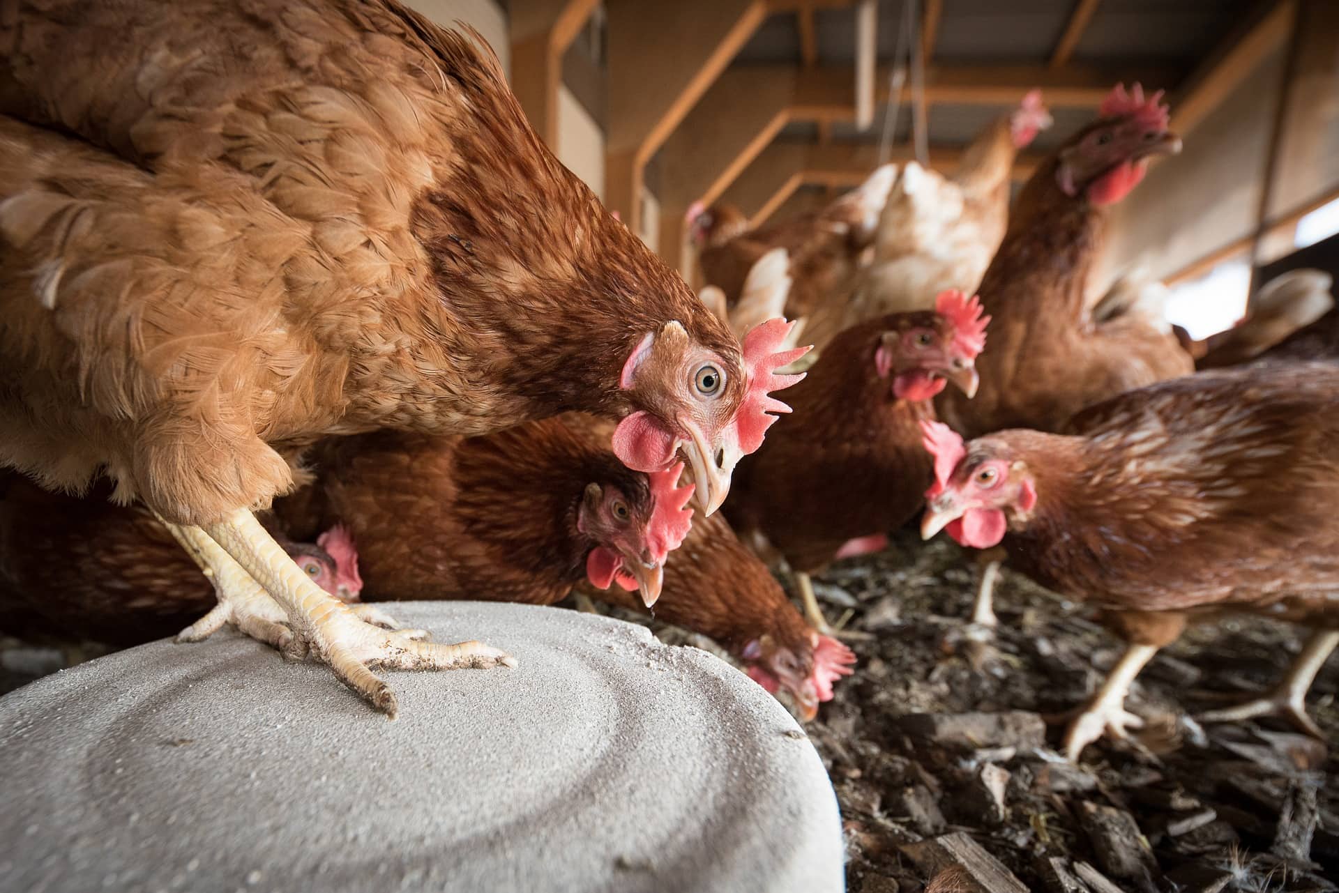 Gallinas en un galpón